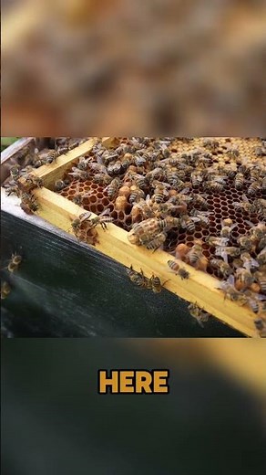 Harvesting Queen Cells: Boosting Your Bee Colony!
