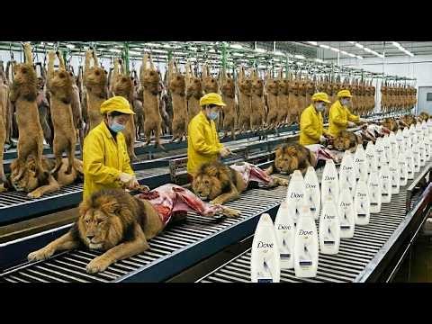 Inside the Lions-Fat Factory | Full Process From Raw Material to Premium Shampo