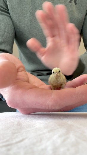 93K views · 3.1K reactions | My little Freckles is half the size of the rest of his siblings for some reason. Usually these small ones have a hard time standing up, so Freckles and I have been practicing using our leg muscles on different kinds of surfaces to strengthen them back up  #cuteanimals #cutepets #babyanimals #cutenessoverload | Fat Hen Farms | Facebook