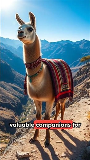 World of Animal Facts - Llamas