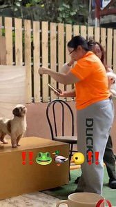 We'll do any sound possible just to get your attention 🤪 We all love and adore you furbabies! 🧡 we can't wait to SEE YOU ALL this Christmas week! BAGUIO PET BOARDING 🧡Daycare services 🧡Overnight accommodations (Deluxe,Premium and Executive, VIP Private Room and Cat Villa) 🧡Grooming Services 🧡Pet Birthday Celebration Packages 📍186 Kennon Road, Camp 7, Baguio City #BaguioPetBoarding #BaguioCity #PetHotel #Pets #PetLovers | Baguio Pet Boarding