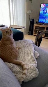 "When Your Sibling Has the Remote Control 😹📺"