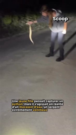 Scoop ® on Instagram: "🐍🚨 CONFUSION FATALE AVEC UN SERPENT VENIMEUX | Une jeune fille pensait capturer un python, mais il s’agissait en réalité d’un mocassin d’eau, l’un des serpents les plus venimeux d’Amérique du Nord. Gravement mordue, elle a dû être hospitalisée en urgence. Sa facture médicale atteindrait près de 1,5 million de dollars, illustrant à la fois la dangerosité de l’animal et le coût des soins. #Serpent #Insolite #FaitsDivers #USA #Santé Actu"