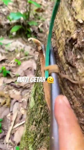 #pyp #pypy #pypシ #videoshort #getahkaret #petanikaret #petanimuda #petanimilenial #pejuangrupiah