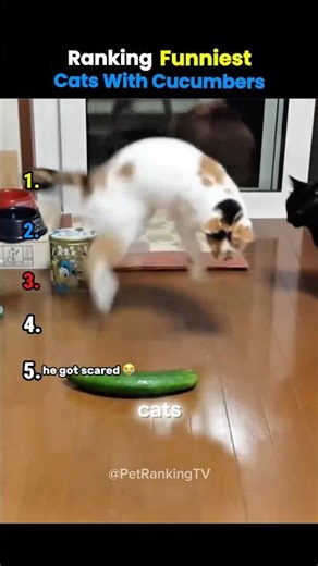Ranking Funniest Cats With Cucumbers 😹🙏