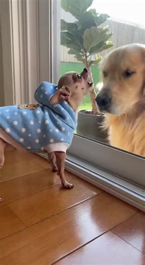 assdf (@assdf497)’s videos with 原創音樂 - assdf