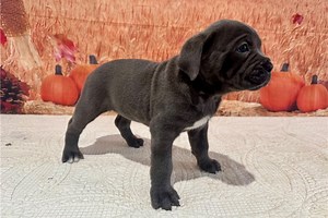 Britt - Cane Corso Mastiff Puppy D94FDA