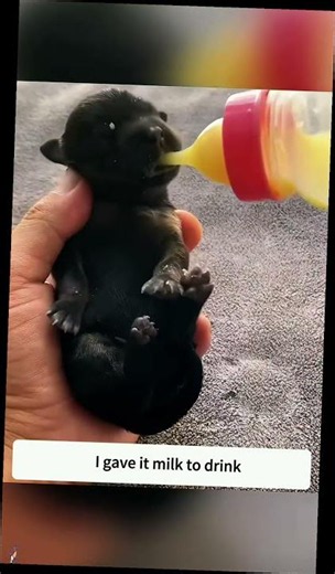 rescuing puppies abandoned by their mothers 🐕❤️