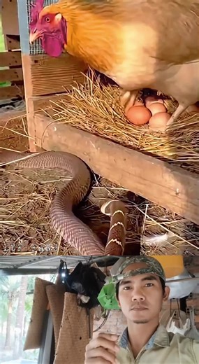 Epic Showdown: Snake vs Chicken