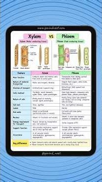 Xylem vs Phloem Explained | Plant Vascular Tissue 🌱 #NEET2027 #Shorts