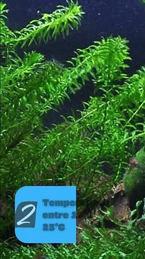 Cuidados Básicos de la ✨Elodea✨ #aquascape #elodea #plantasacuáticas #acuario #acuariofilia