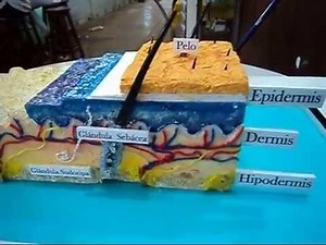 MAQUETA SENTIDO DEL TACTO - ESTRUCTURA DE LA PIEL