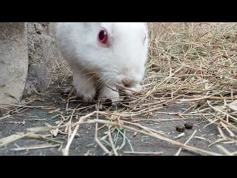 Life update vlog of my cute bunny baby rabbits close up video