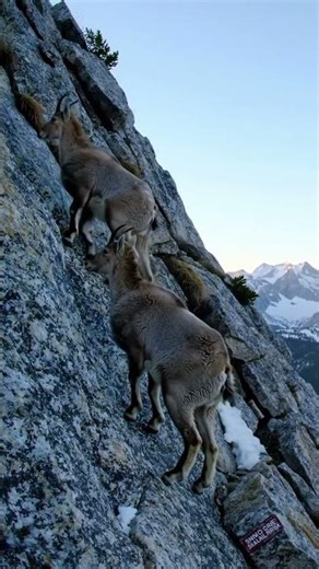Ibex expertly scale a near-vertical cliff face #Ibex