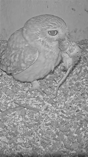 Little Owl Catches a Mouse! 🐭🦉 Inside the Nest Box!
