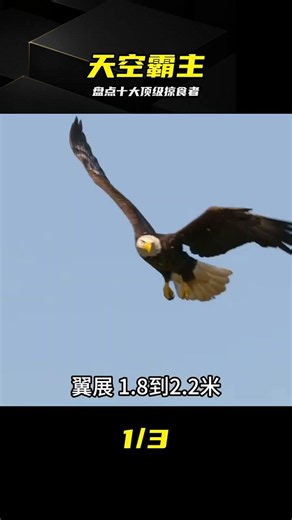 Unveiling the Rulers of the Sky! Top 10 Apex Predators Countdown #BaldEagle #GoldenEagle #HarpyEa...