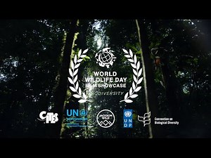 Winning films of World Wildlife Day 2020 Film Showcase