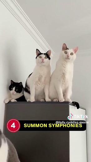 Five hit songs that can catch your cat’s attention ❤️‍🔥🎶 | meow phone call