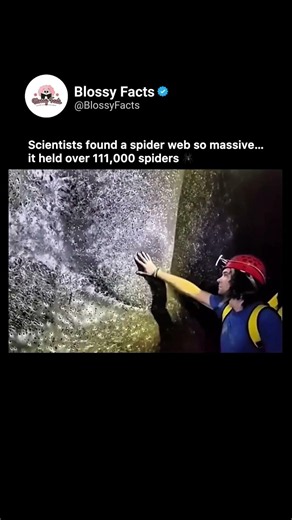 The World’s Largest Spider Web Explained 🕷️