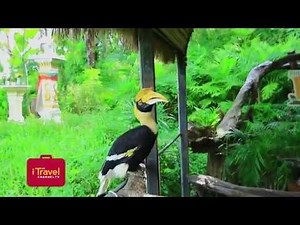 Birds of a feather at Phuket Bird Park