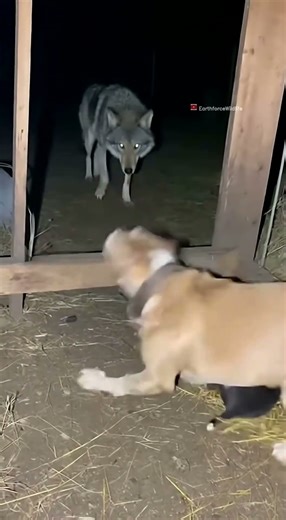 Tense Dog vs Wolf Fence Encounter — Night Footage #Shorts 🐶🐺🌲