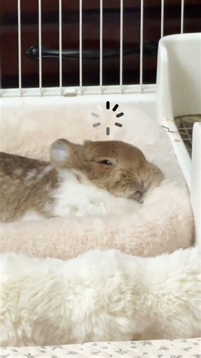 Snugly Asleep Receiving Alien Signals... So Adorable, I Slept Like a Baby! hahaha