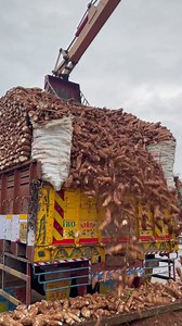 Making of Sabudana ( साबूदाना ) in Mega factory of India | Indian Factory Club