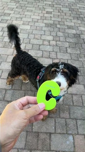 My bernedoodle dog learning the ABC letter alphabets #minibernedoodlepuppies
