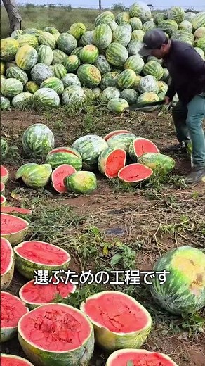 最高のスイカの種を選ぶ方法