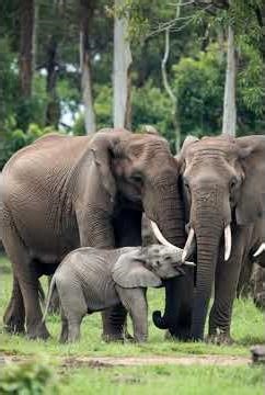 Follow the running play elephants daily