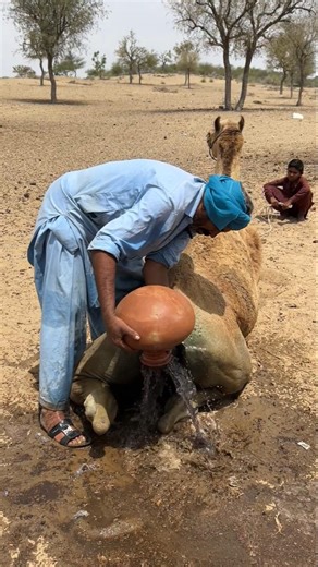 وضع المزارع إناءً مليئاً بالماء في ذيل الجمل. ماذا سيفعل الناس الآن؟