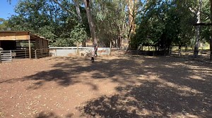 Champ just over 4 months working like and old dog. Thoughtful, feeling the sheep, sharp when needed. Marionvale Woody over Marionvale Bo. | Marionvale Working Dogs