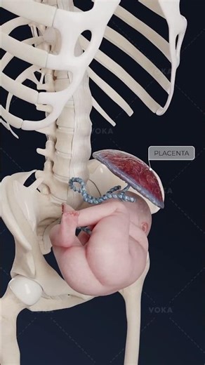 What is transverse fetal position and how does it affect delivery? Explore obstetrics in 3D#shorts