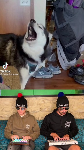 Un chien chante comme une diva ! 🎤