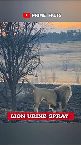 Why Lions Spray Urine?