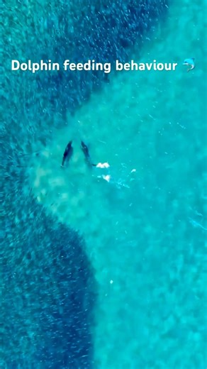 Dolphin feeding behaviour 😍🐬 #viral #dolphin
