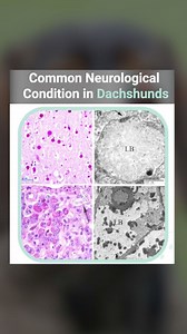 Dr. Webb shares insight on Lafora's Disease, a common neurological condition that is found in Dachshunds. You can watch Dr. Webb's full "Breed Breakdown" on our IGTV: https://www.instagram.com/tv/CTCkSfDnQ4b/ Download our FREE Dachshund Guide! ➡️ https://bit.ly/SEVNDACHSHUND | Southeast Veterinary Neurology