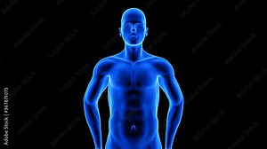 male fitness body transformation, front view - muscle mass building animation on black background with alpha