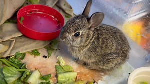 We have a lot of baby bunnies and each one eats three times its body size in greens every day. Want to help? 1) Find a yard that you are sure has not been treated with any chemicals and pick dandelion greens for the bunnies. We don’t need the flower, just the greens around it. 2) Drop them off at 7541 Dutch rd 3) Smile because you help feed some bunnies! | Nature's Nursery
