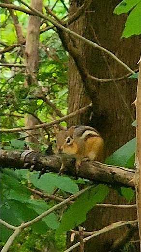 Chipmunk Noises - Chipmunk Sounds