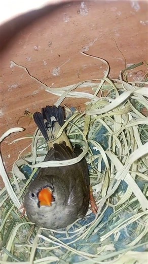 Mutation Finch pair laying down eggs🥚