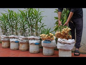 [Home Gardening] How to grow ginger at home for your family to eat all year round