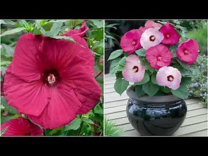 Roberta's 1PC 2-in-1 Honeymoon Hardy Hibiscus Live Plants on QVC