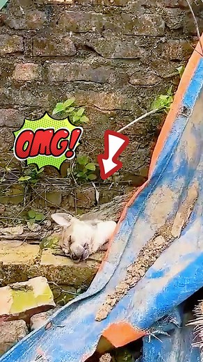 75K views · 4.1K reactions | The poor stray dog ​​was so hungry and exhausted that he fainted on the side of the road. Luckily, a woman on her way to work saw him and saved him | Cocomelon - Nursery Rhymes | Facebook