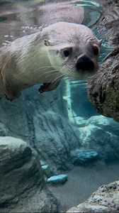 7.7K views · 88 reactions |  On MONDAY, August 11th, the Aquarium will transition to our FALL HOURS and will be open daily from 10:00 a.m. to 5:00 p.m.  Starting Monday, August 11 Aquarium Hours:  Open daily from 10:00 a.m. to 5:00 p.m.H-E-B Splash Park:  Open Saturdays and Sundays from 11:00 a.m. to 5:00 p.m.* (*Water shuts off 15 minutes before closing.)Splash Park will be open on Labor Day, Monday, September 1! Corpus Christi, TX | Texas State Aquarium | Facebook