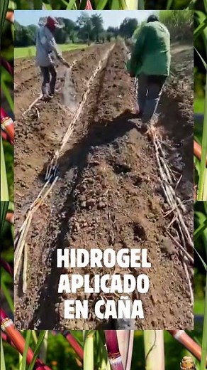 APLICACIÓN DEL HIDROGEL EN CULTIVO DE CAÑA