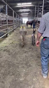Driving and organizing transport with a few people posting a couple videos from today, real quick. IT TAKES A TEAM ❤️ | Partnering Together to Save At Risk Donkeys in Texas - DD Donkeys