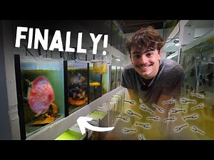 This FISH is Finally BREEDING!? (Fish Room Update)