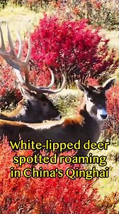 64K views · 440 reactions | White-lipped deer, a unique Chinese species under first-class national protection, were spotted roaming in northwest China's Qinghai. Here, one can find the headwaters of the Yangtze, Yellow and Lancang rivers. | Xinhua Culture&Travel | Facebook