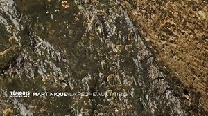 2.1M views · 16K reactions | ✈ Suivez-nous pour une escale en Martinique ✈ Les martiniquais font partis des plus gros consommateurs de poissons au monde. La pêche artisanale est une affaire sérieuse… Elle se pratique souvent en famille, comme pour la célèbre pêche aux titiris. On les appelle bichiques à la Réunion. Ces petits poissons mystérieux ont une origine et un destin inconnus… | C pas si loin | Facebook